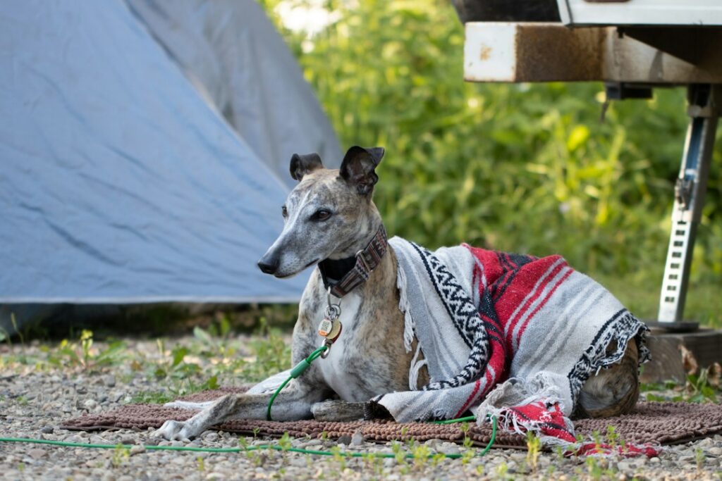 犬と泊まれるグランピング、関東と周辺の公式条件を全部読んだ｜「ペット可」の一語では分からないこと（イメージ写真）